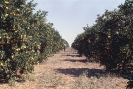 Frutas