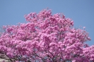 Paisagens / Plantas