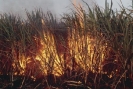 Agricultura
