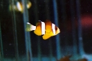 Peixes