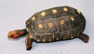 Répteis