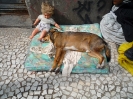 Cachorro Rua Braúlio Gomes