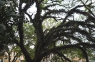 Praça Santos Coimbra