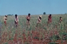 Índios limpando plantação